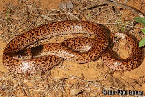 Warrego burrowing snake (Antaioserpens warro)