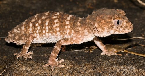 northern knob-tailed gecko (Nephrurus sheai)