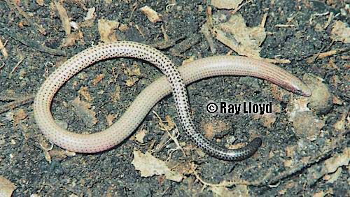 speckled worm-skink (Anomalopus gowi)