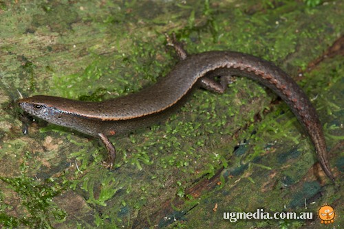 cool-skink zia) at the Australian Reptile Online Database | AROD.com.au