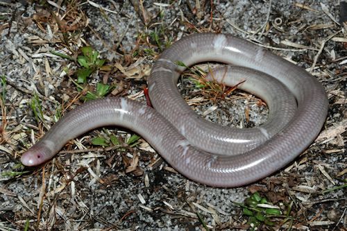 southern blind snake (Anilios australis)