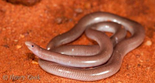 Pilbara blind snake (Anilios pilbarensis)