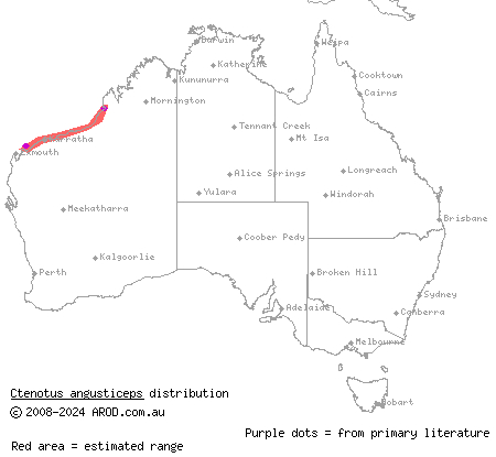 Airlie Island ctenotus (Ctenotus angusticeps) distribution range map