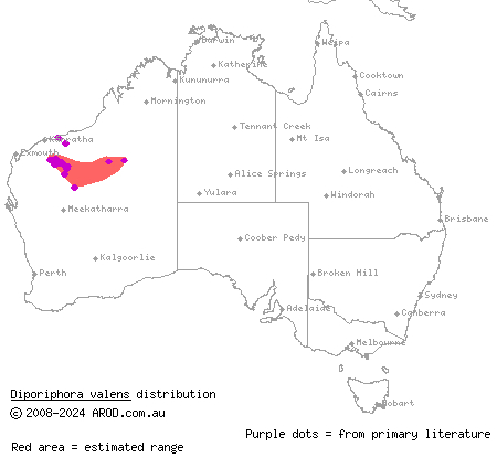southern Pilbara tree dragon (Diporiphora valens) distribution range map
