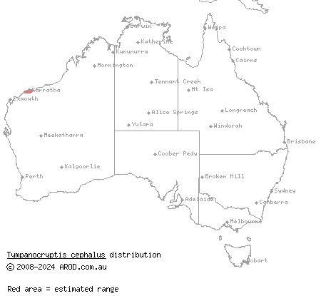 pebble dragon (Tympanocryptis cephalus) distribution range map