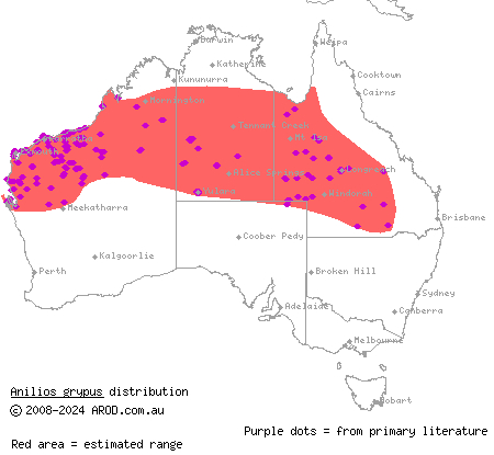 long-beaked blind snake (Anilios grypus) distribution range map