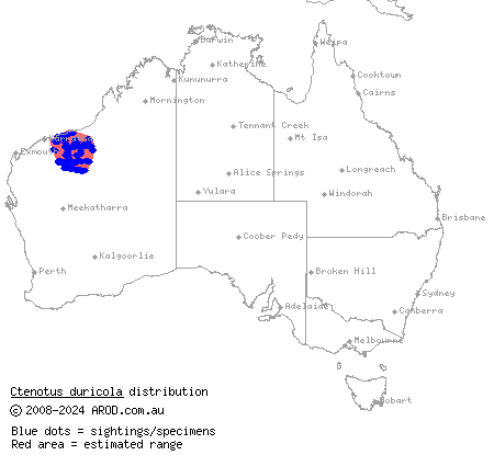 Eastern Pilbara lined ctenotus (Ctenotus duricola) distribution range map